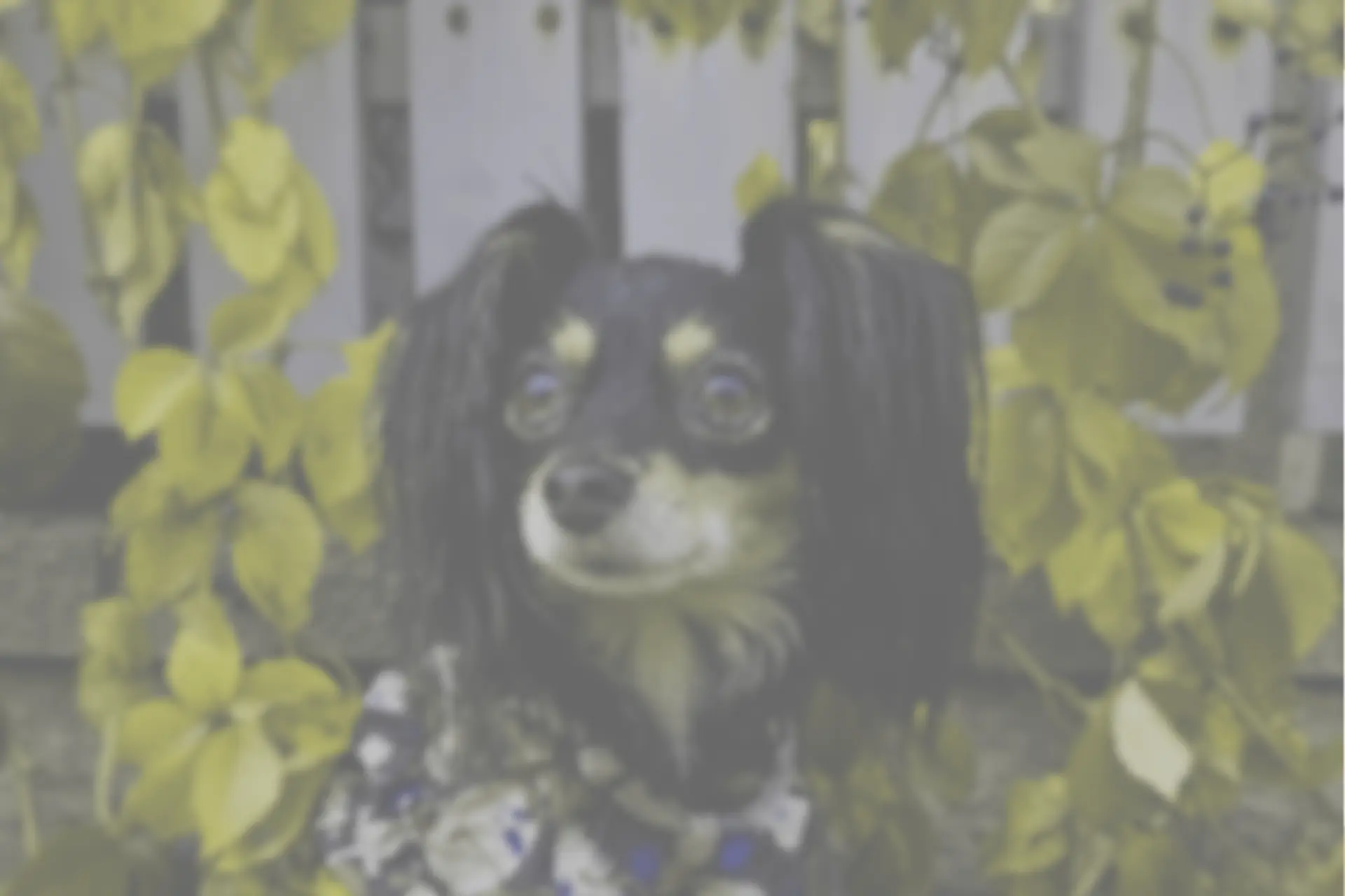 Slightly blurry and washed out colour photo of a small dog sitting among vines and leaves