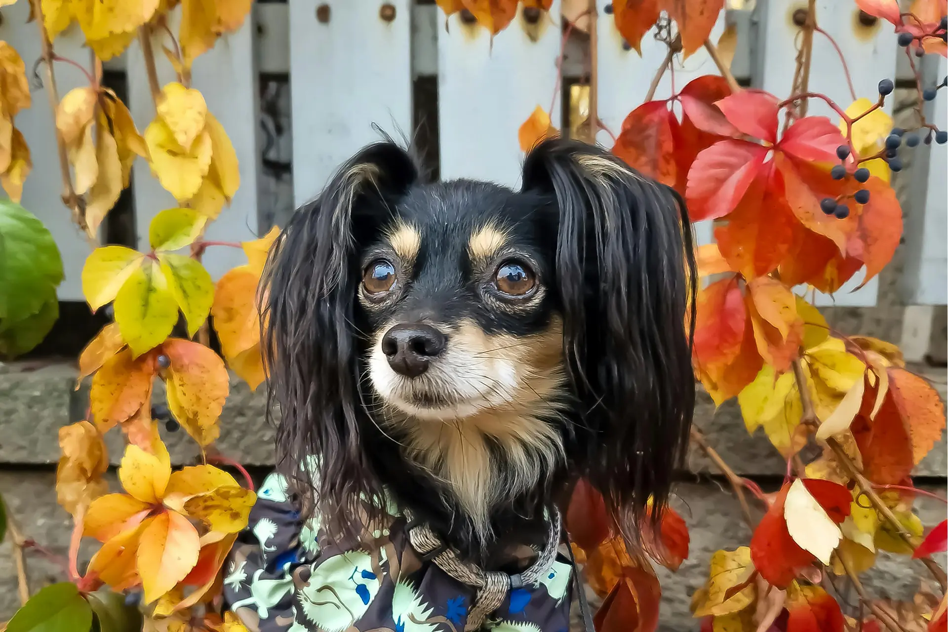 A small dog wearing a shirt and sitting among vines and leaves