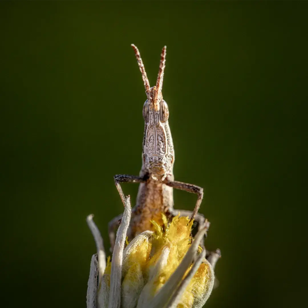 Grasshopper standing on a flower stalk