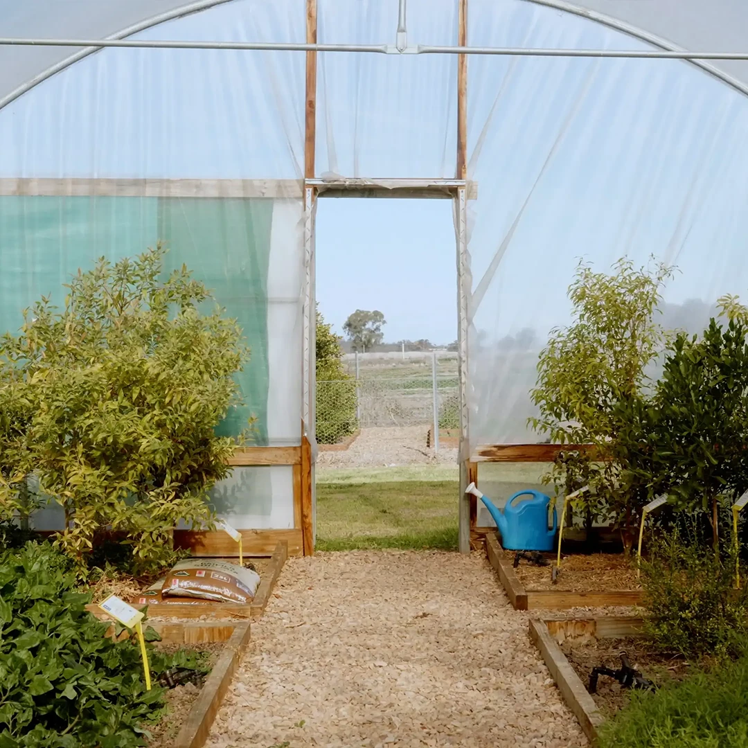 Ground level planter boxes in a greenhouse