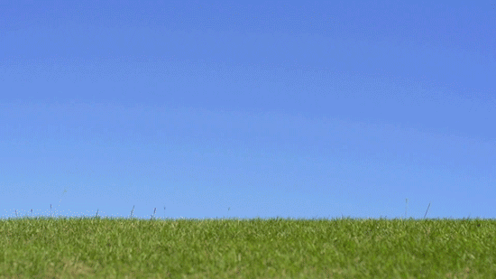 A dog chasing a ball across a grassy field