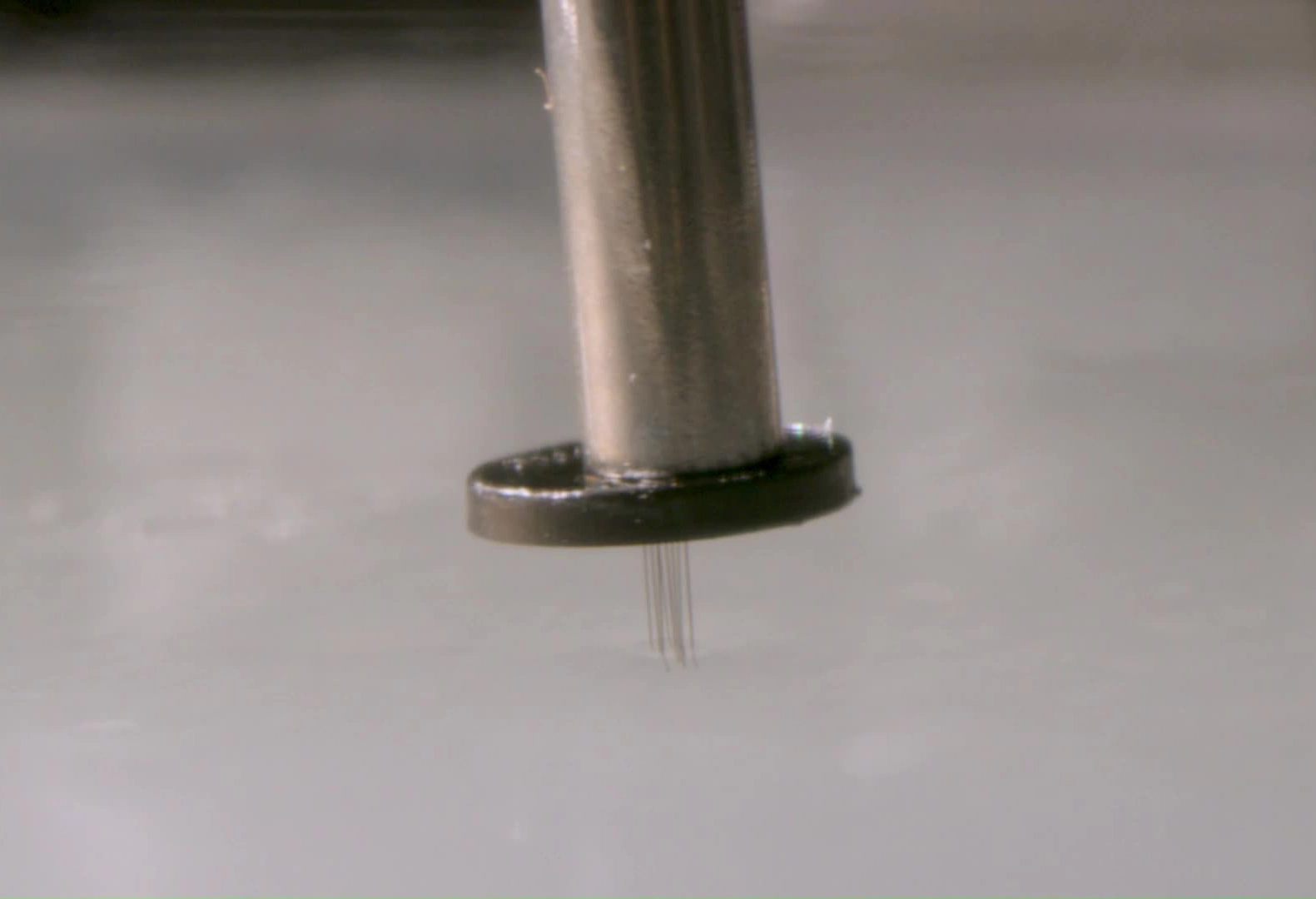 A close up of multiple ultra tiny carbon fibre electrodes being inserted into a brain mimic