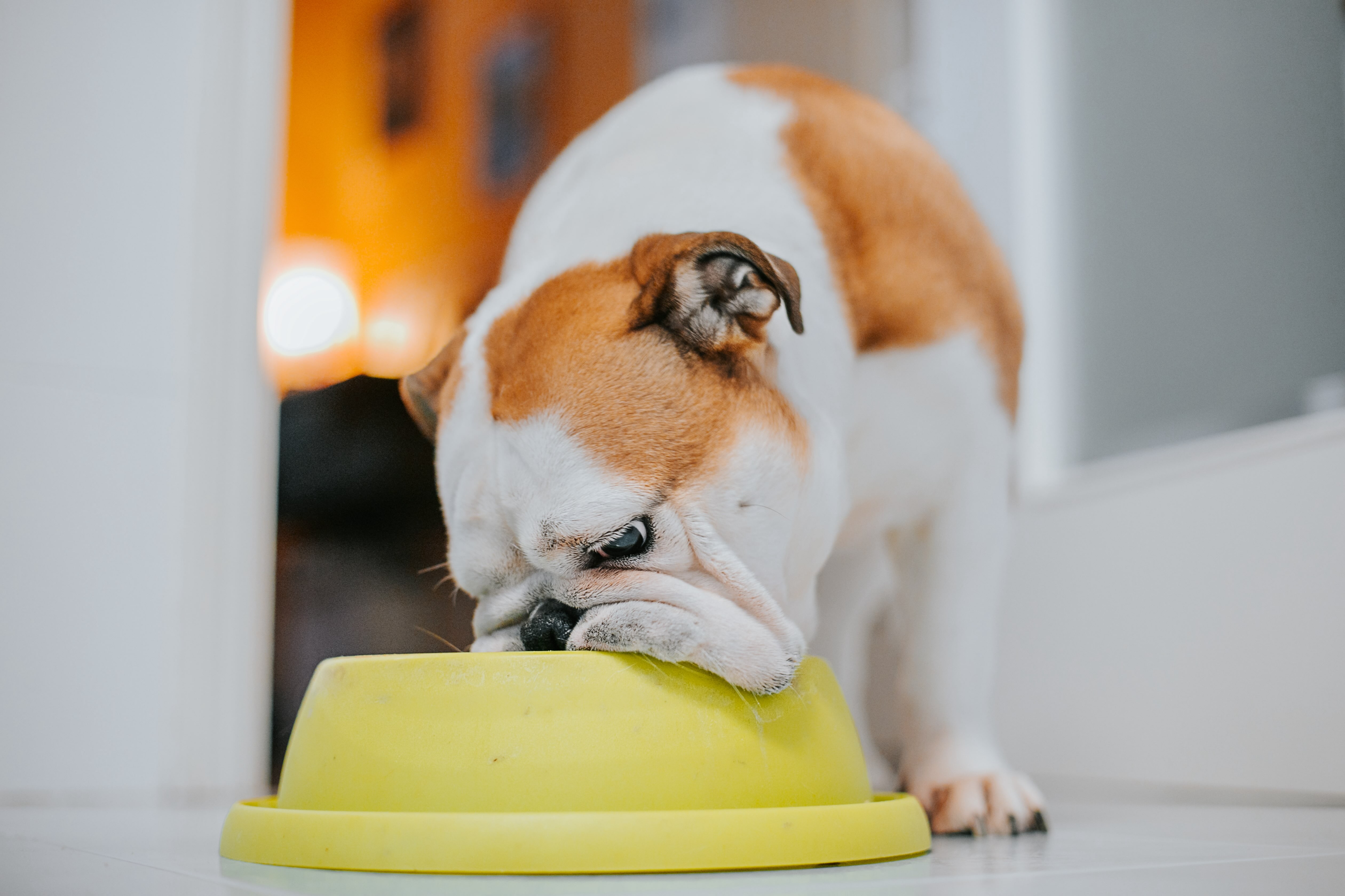 An English Bulldog eating from a bowl