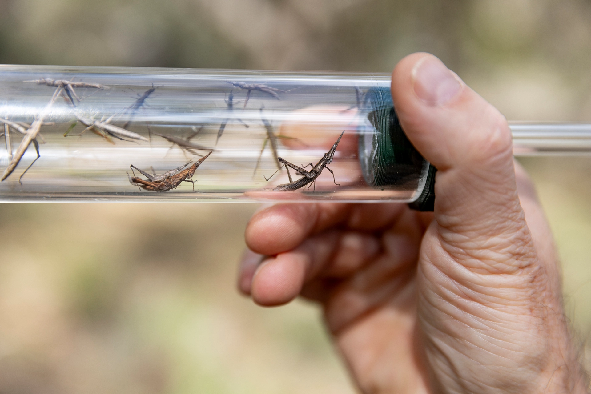 Hand holding a transparent tube full of grasshoppers