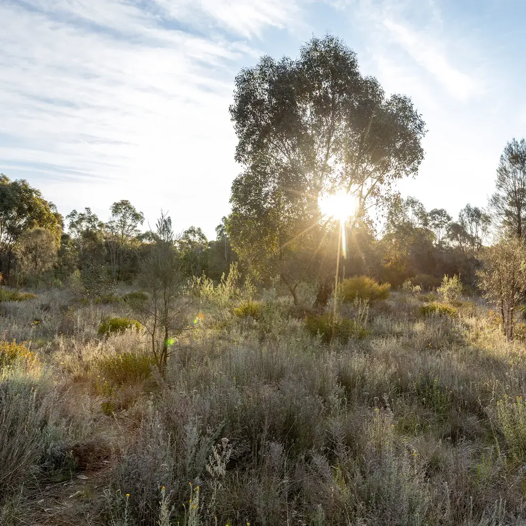 Sun peeking through a gum tree in a grassland