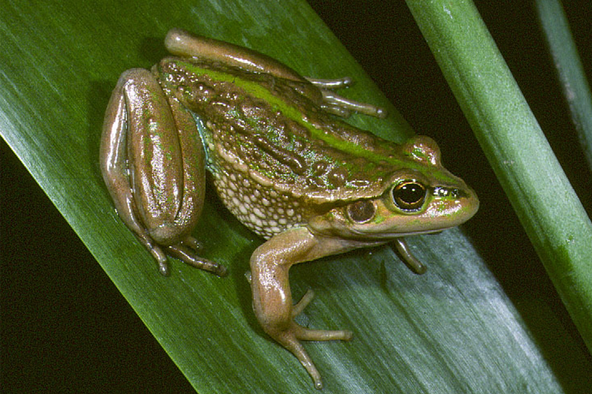 Green and brown growling grass frog sitting on a leaf