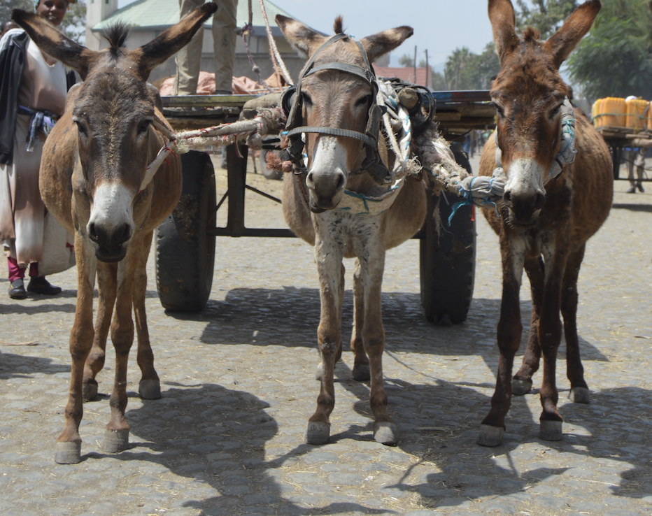Working donkeys in Shashamene, Ethiopia
