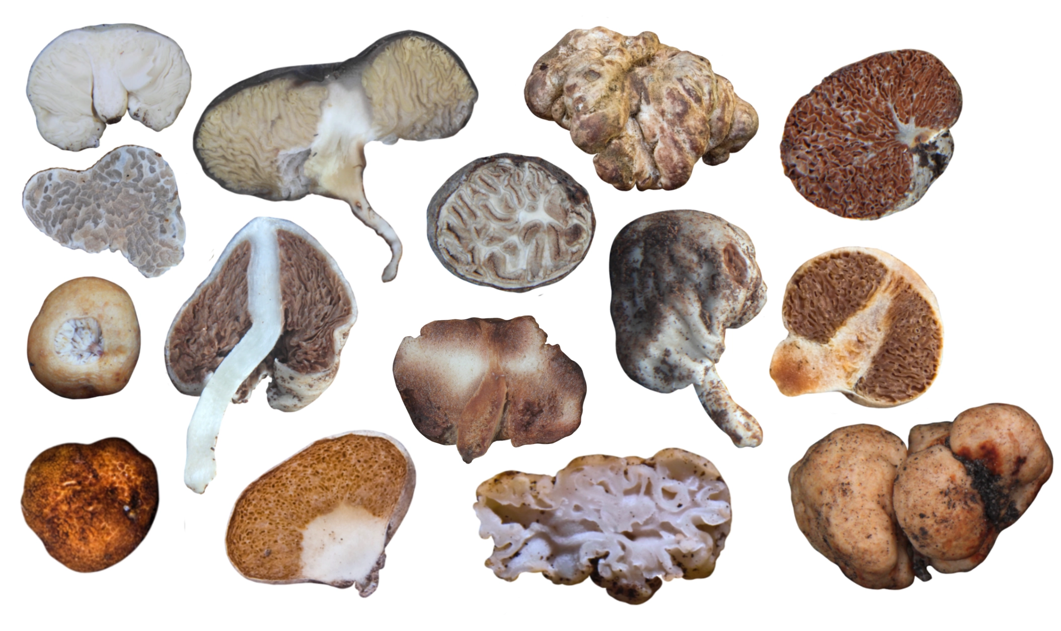 Various species of truffle-like fungi against a white background