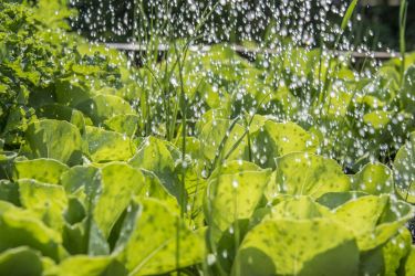 Saving stormwater with a veggie raingarden thumbnail image