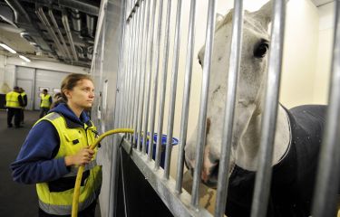 From racehorses to bananas: The importance of biosecurity thumbnail image