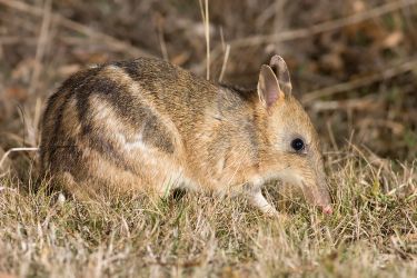 Coming to the genetic rescue of our endangered marsupials thumbnail image