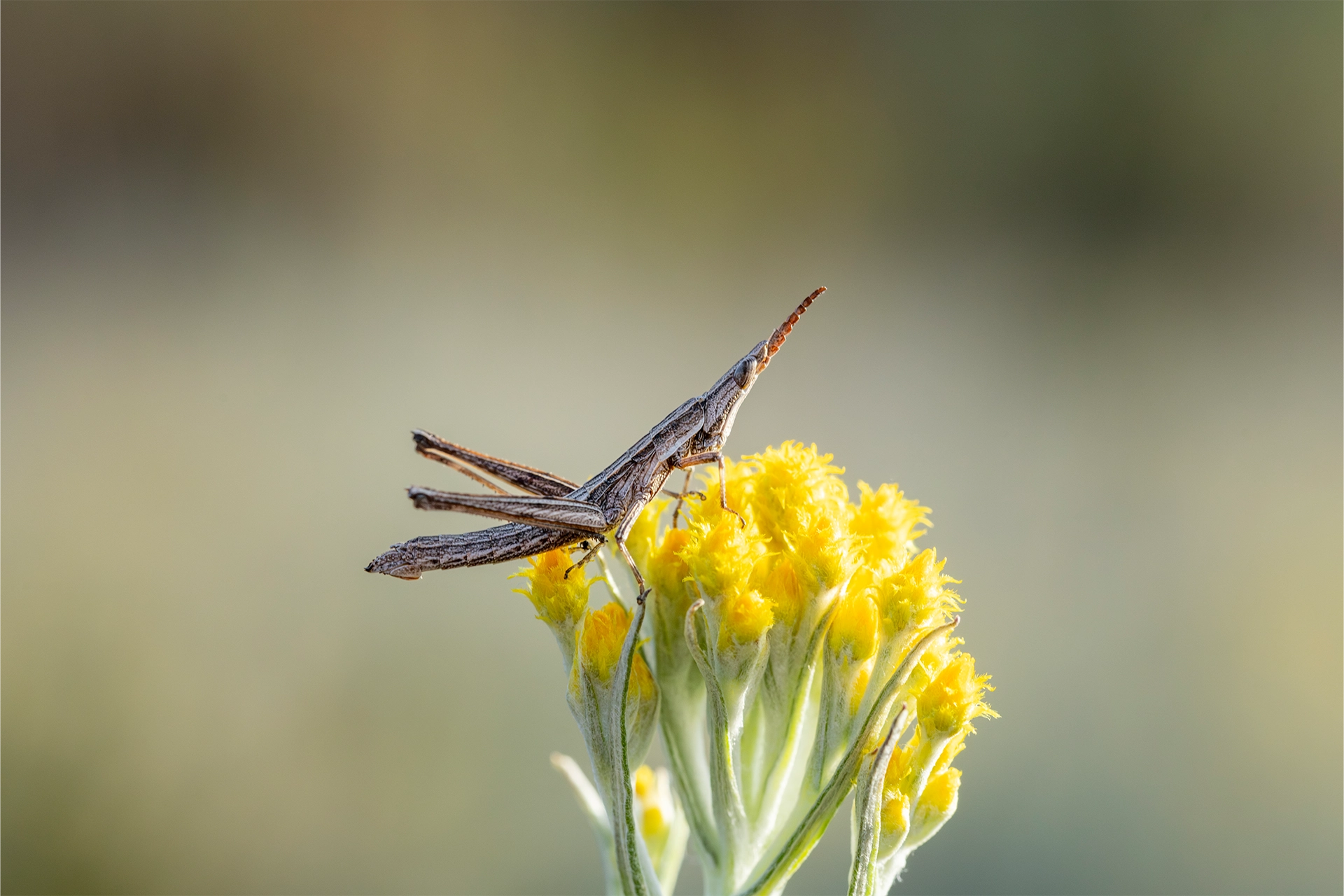 Key's Matchstick Grasshopper sitting on a flower