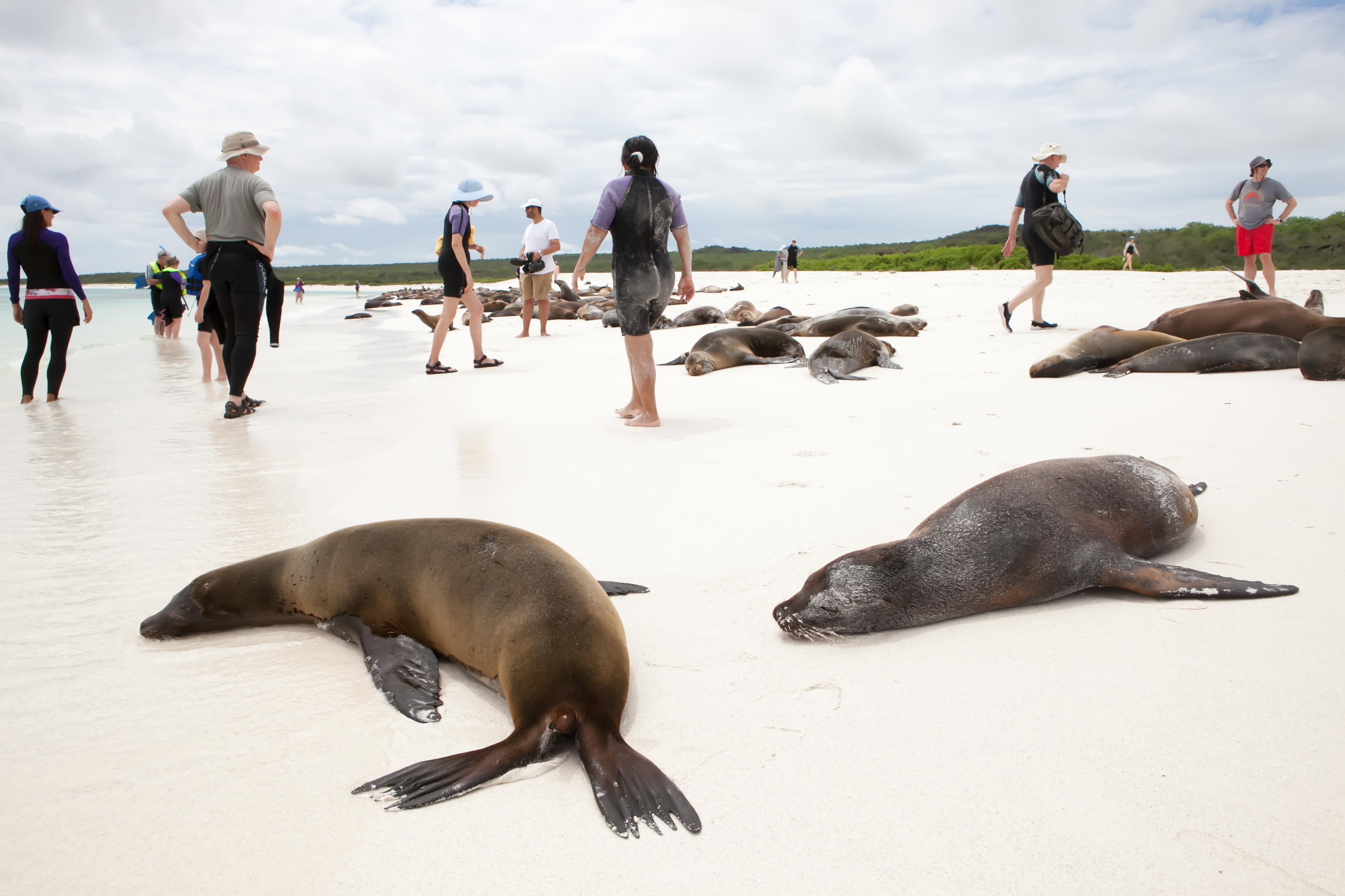 Tourists walk through sleeping sea lions on a beacj