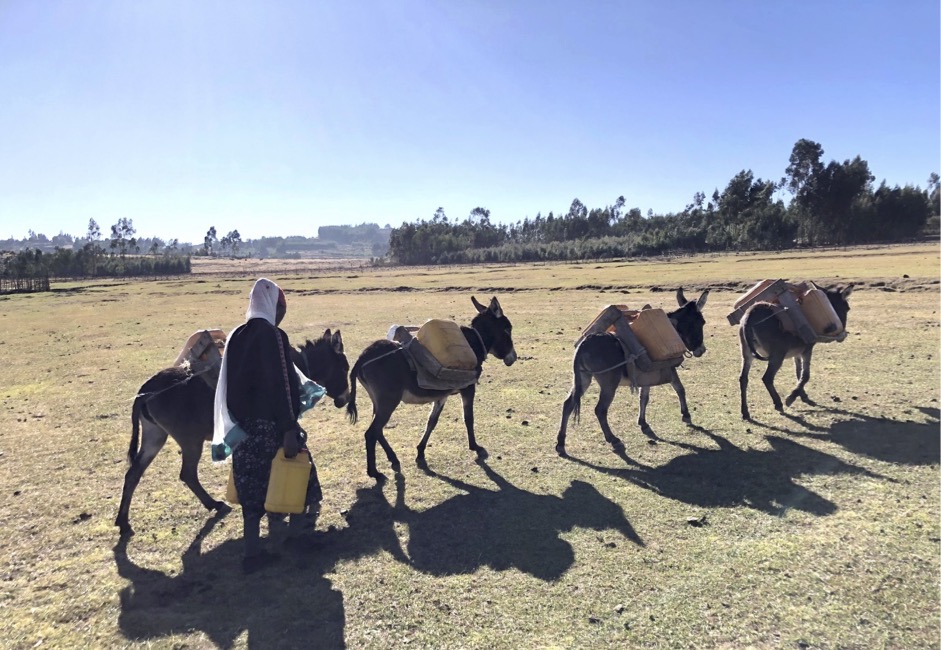 Woman carrying safe drinking water with working donkeys, Ethiopia