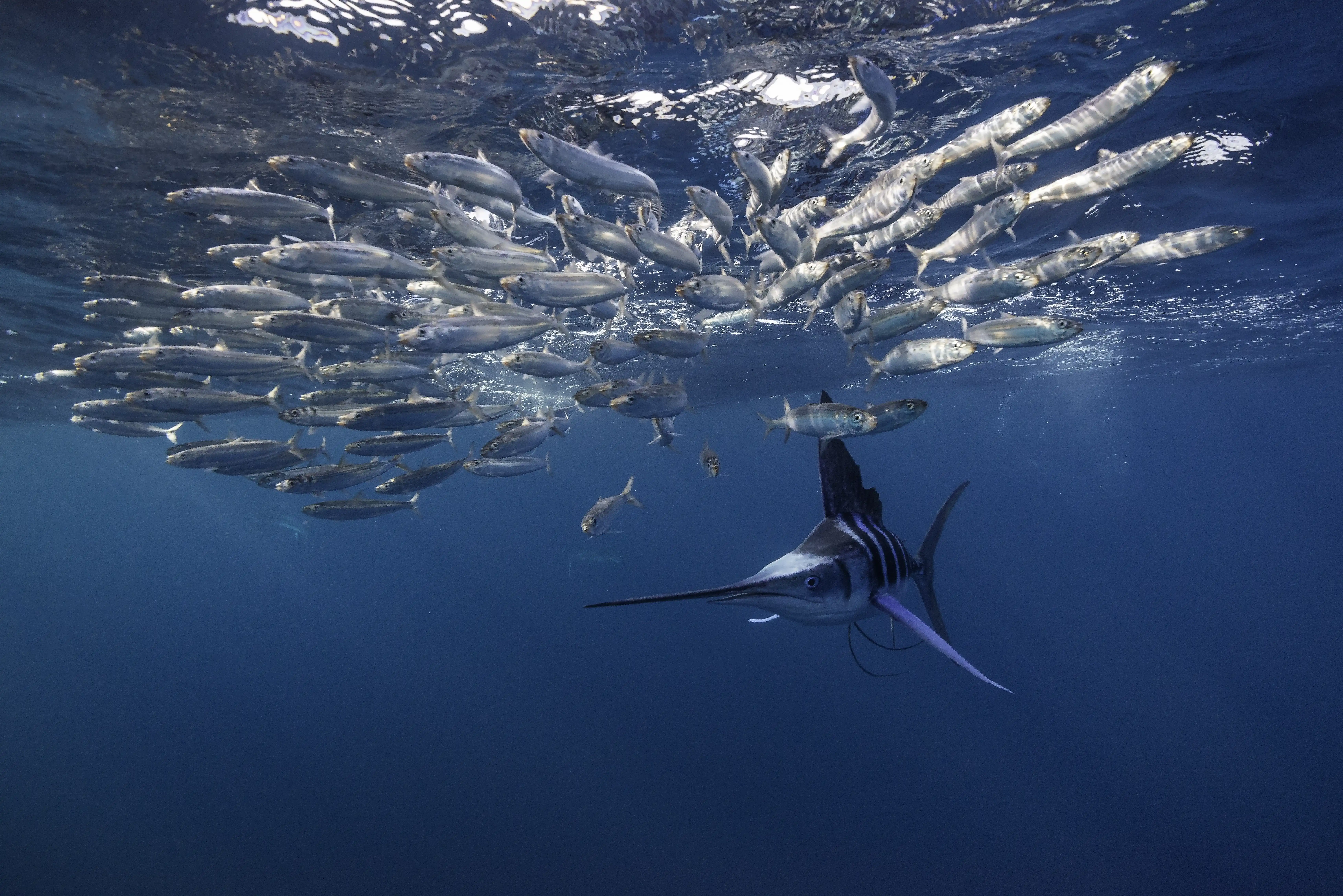 One large fish with a sharp, pointed nose swims alongside a school of smaller fish