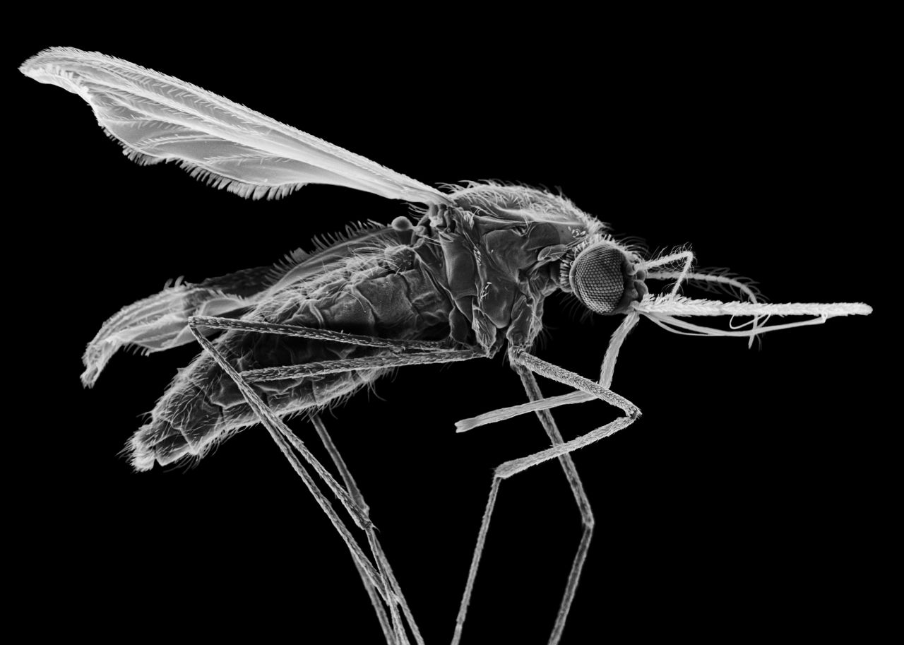 Malaria’s dark secrets exposed by a simple glow thumbnail image