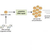 Caught! The cell behind a lung cancer | Pursuit by the University of ...