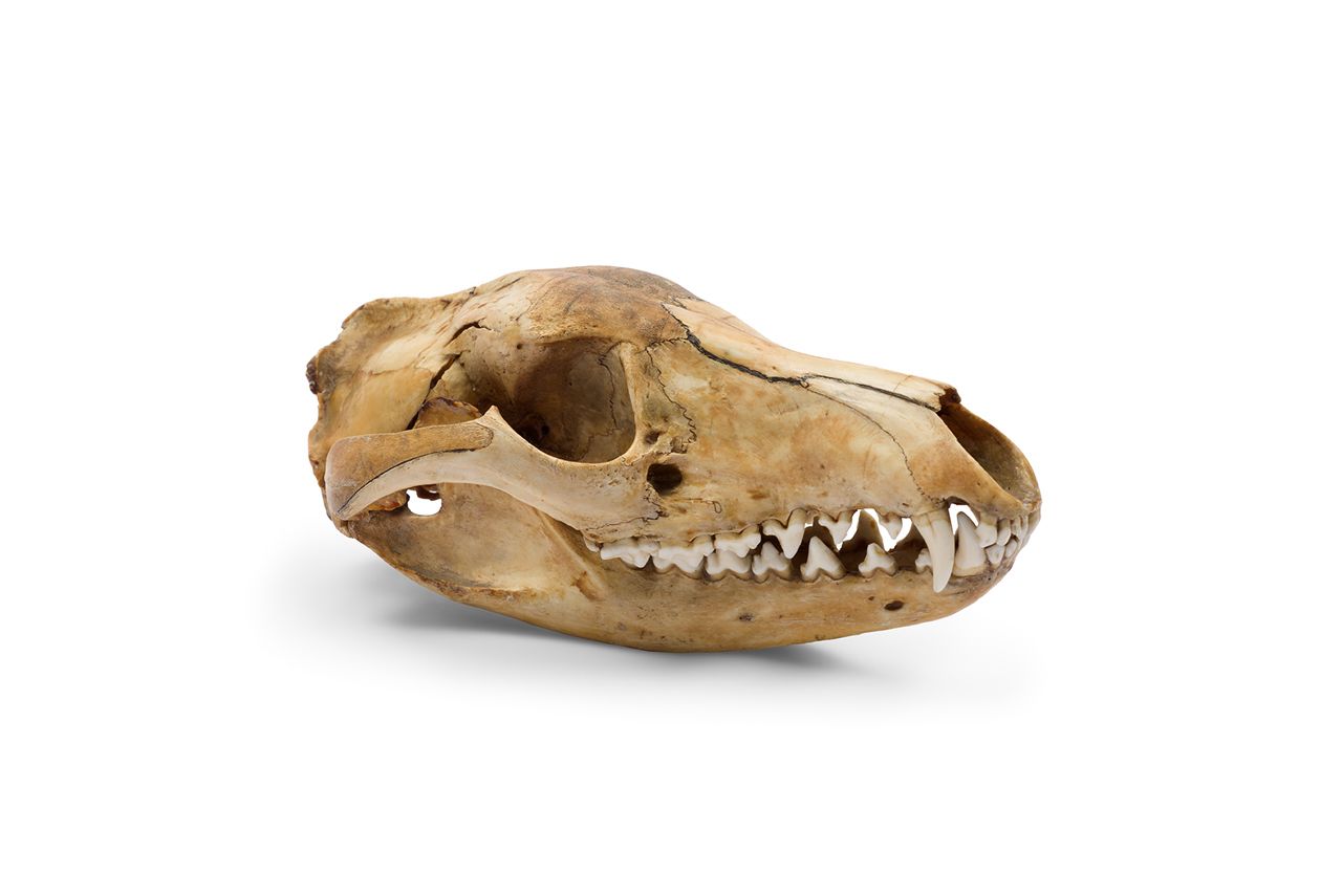 A close-up of a thylacine skull on a white background
