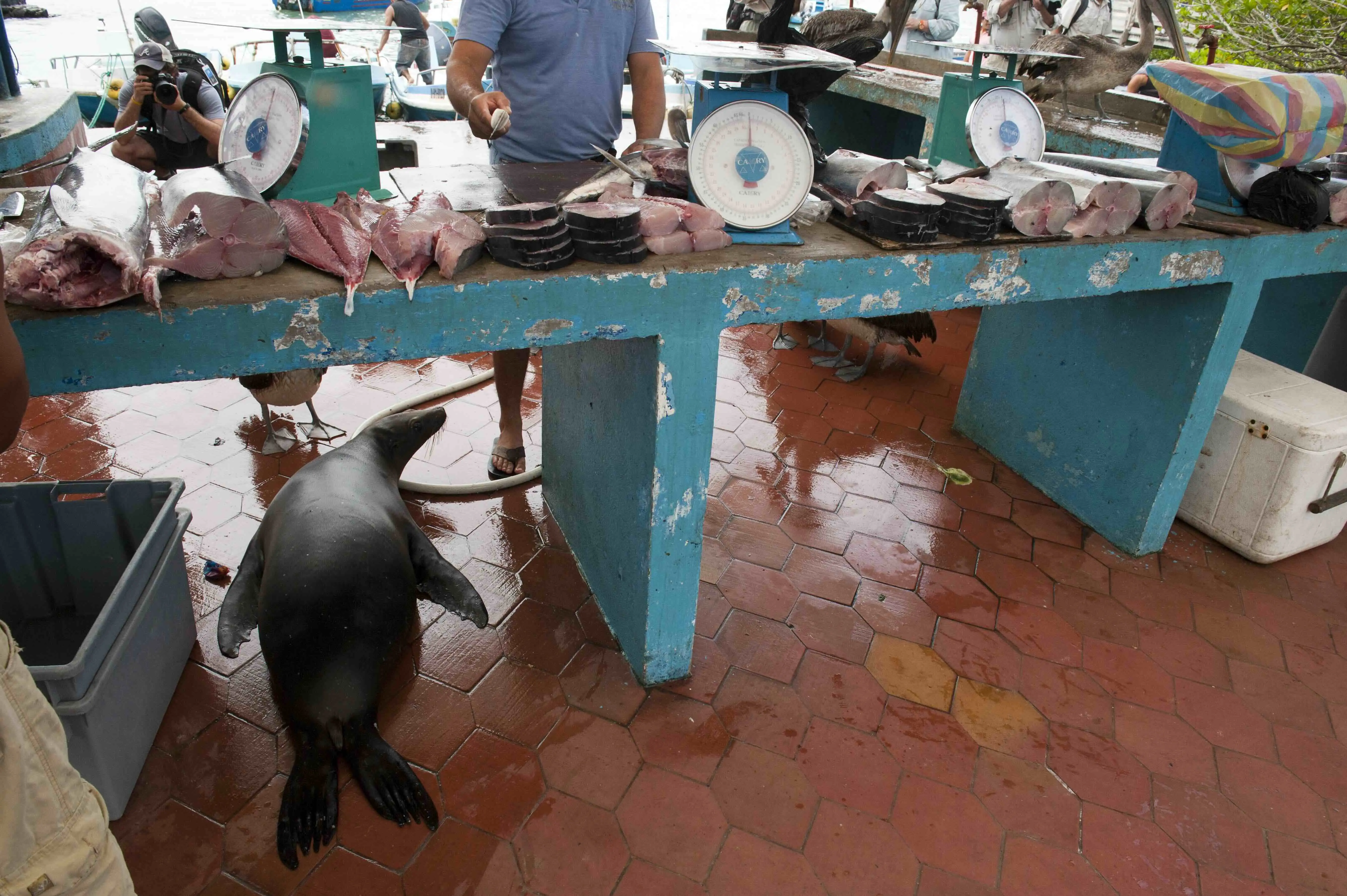 An endangered Galapagos sea lion (Zalophus wollebaeki) waits for a handout at a fish market