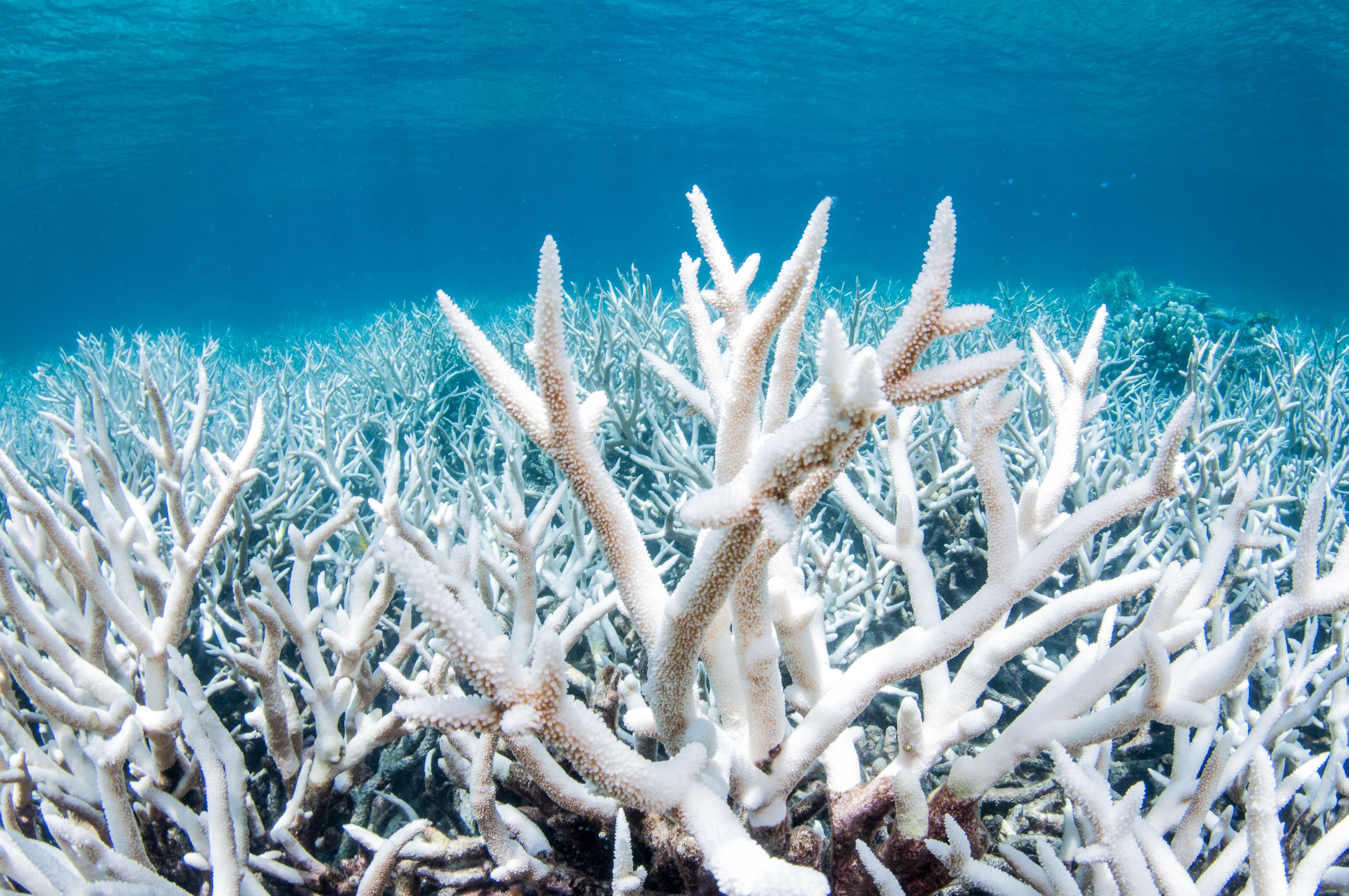 Bleached coral