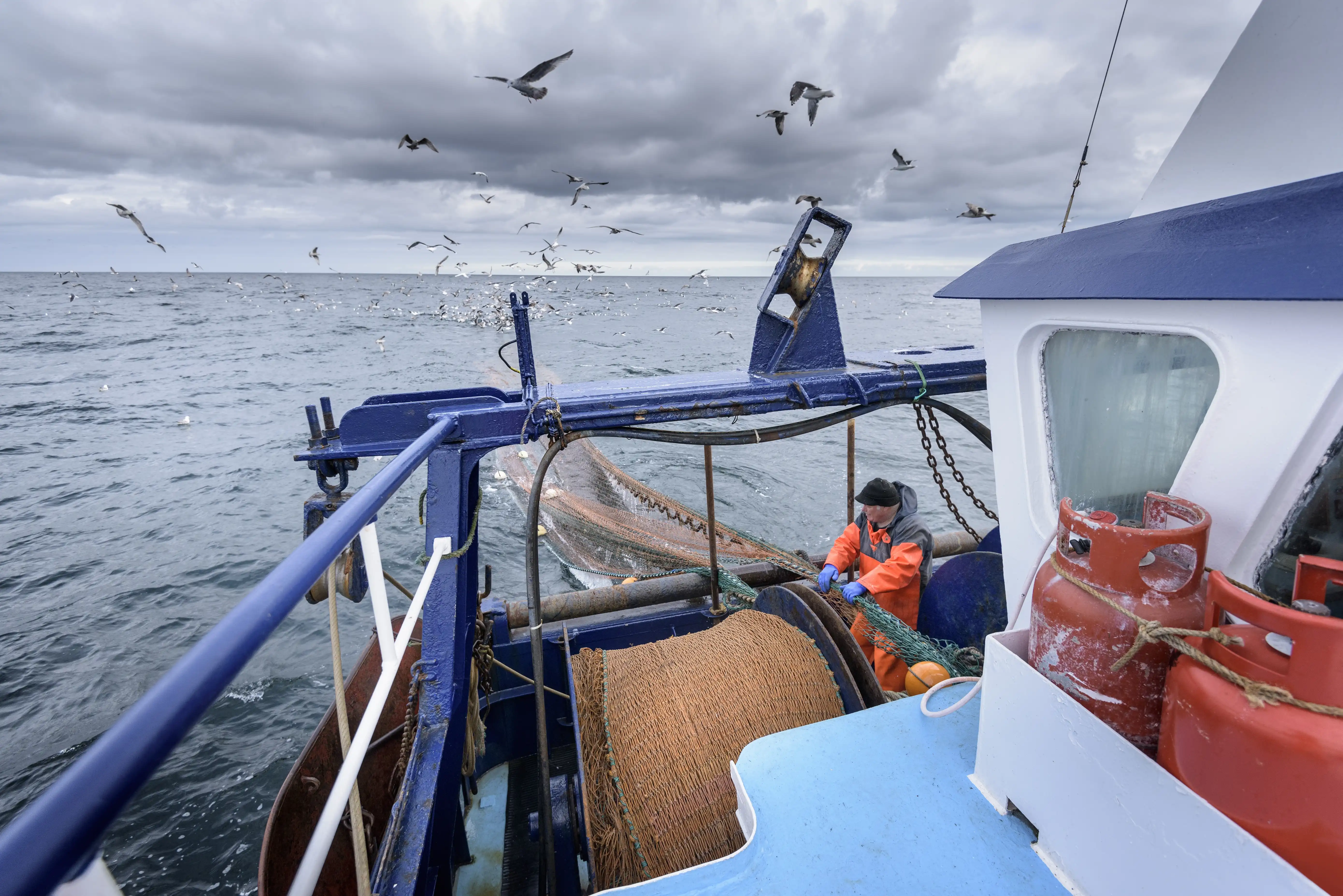 A commercial fishing vessel dragging a long trawling net off the back, with a man attending the back in high vis and seagulls swarming around the net