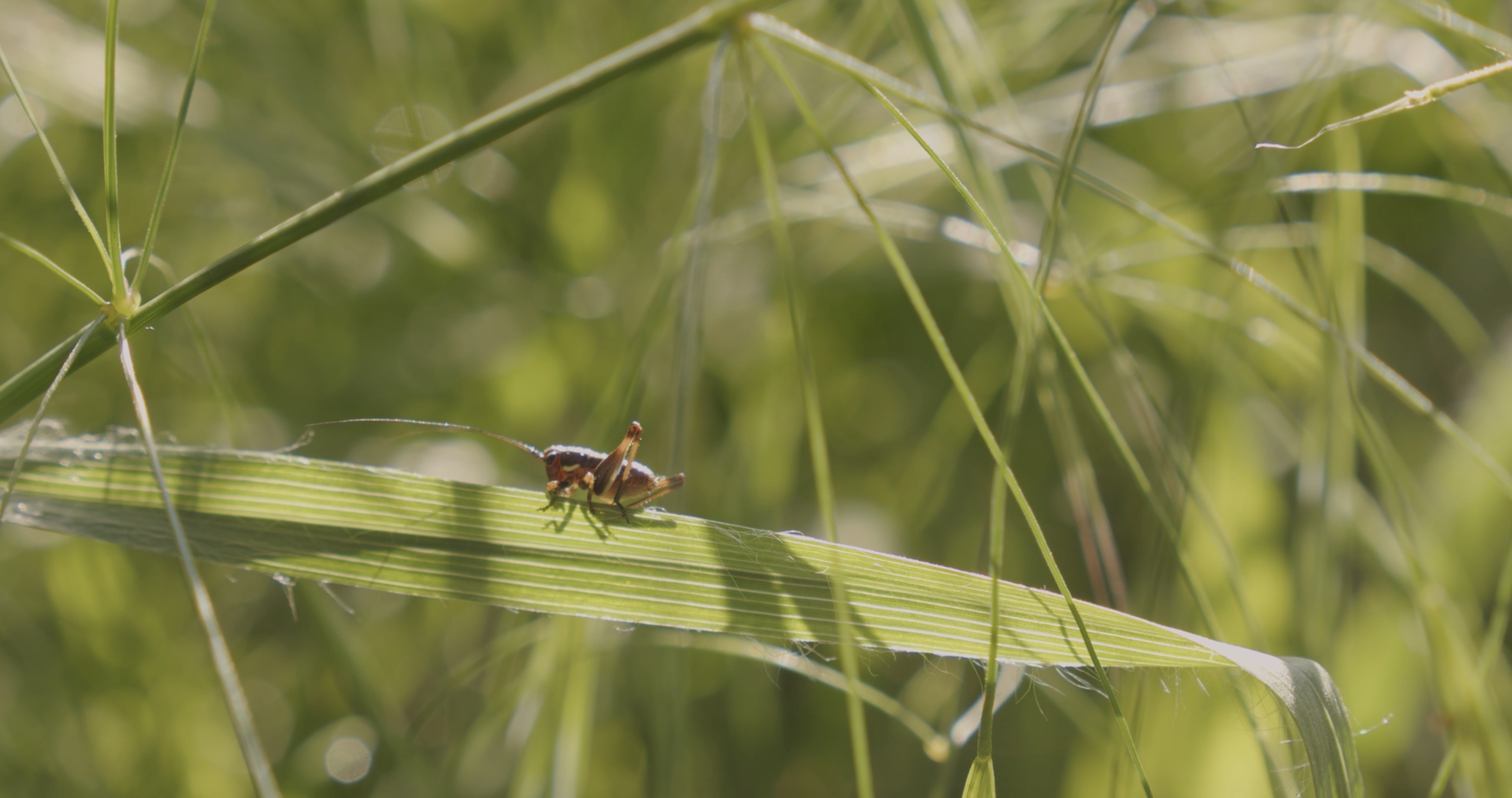 Cricket on reed