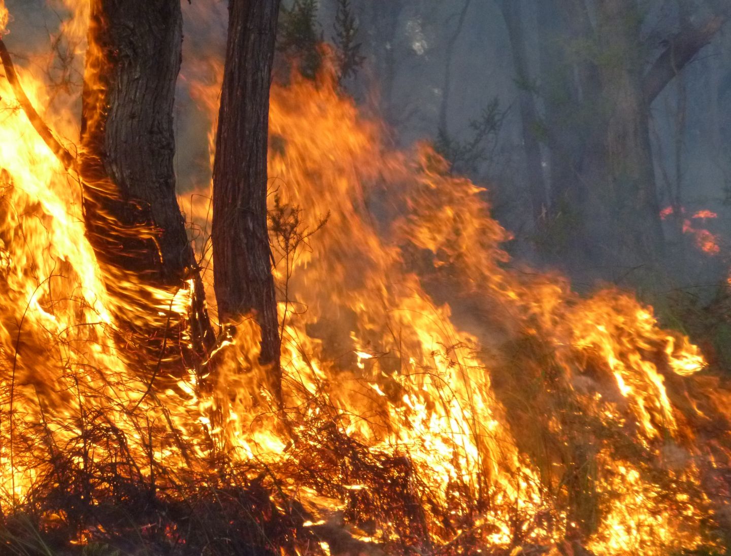 The opportunists after the fires | Pursuit by the University of Melbourne