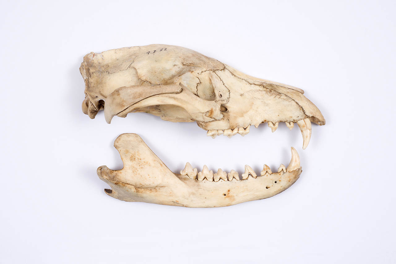 A close-up of a thylacine skull on a white background