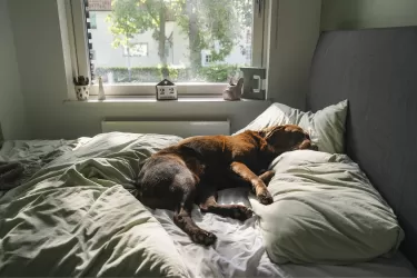 A brown labrador sleeping on an unmade bed