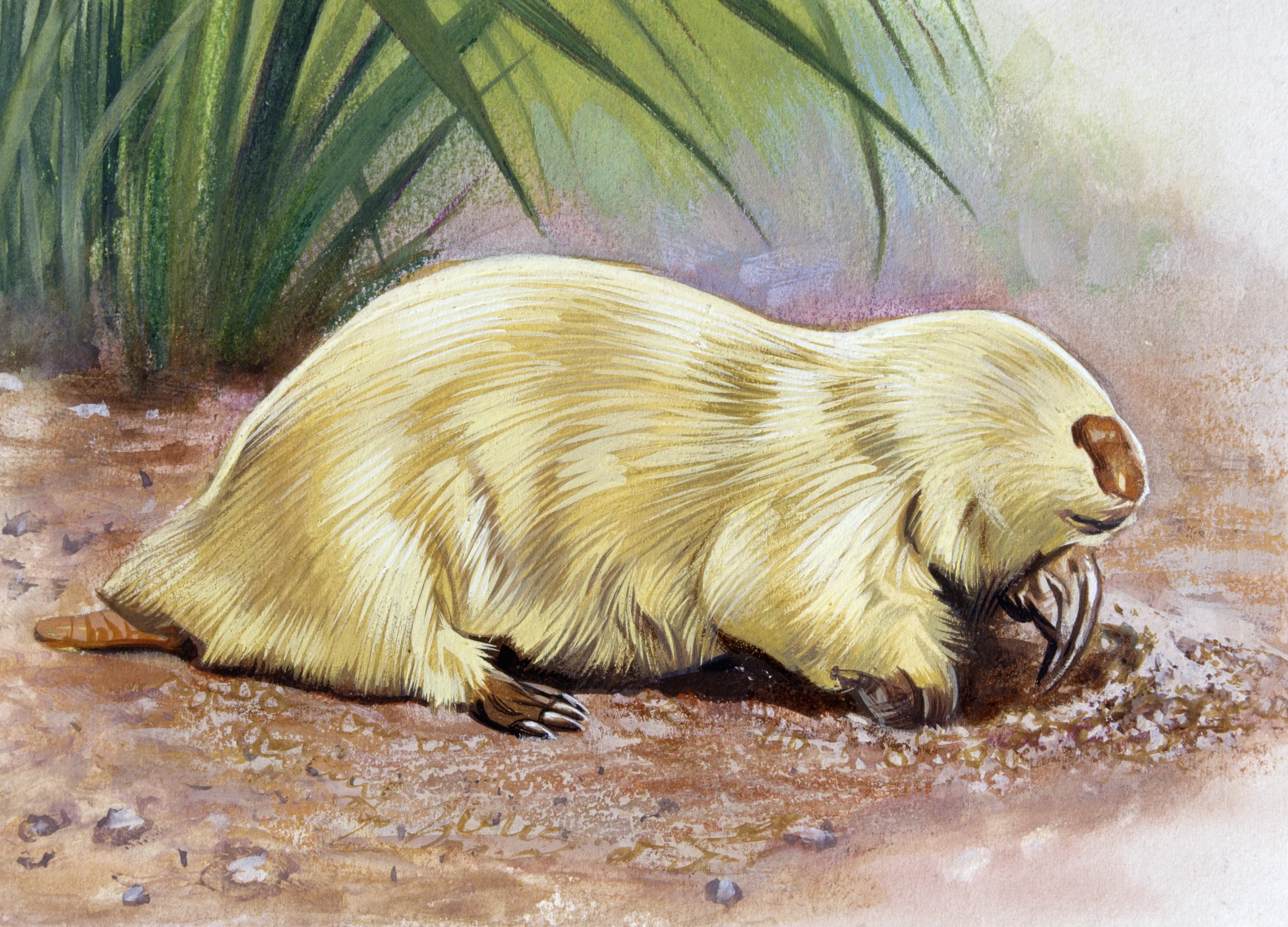 A 19th century portrait of the Southern marsupial Mole (Notoryctes typhlops),