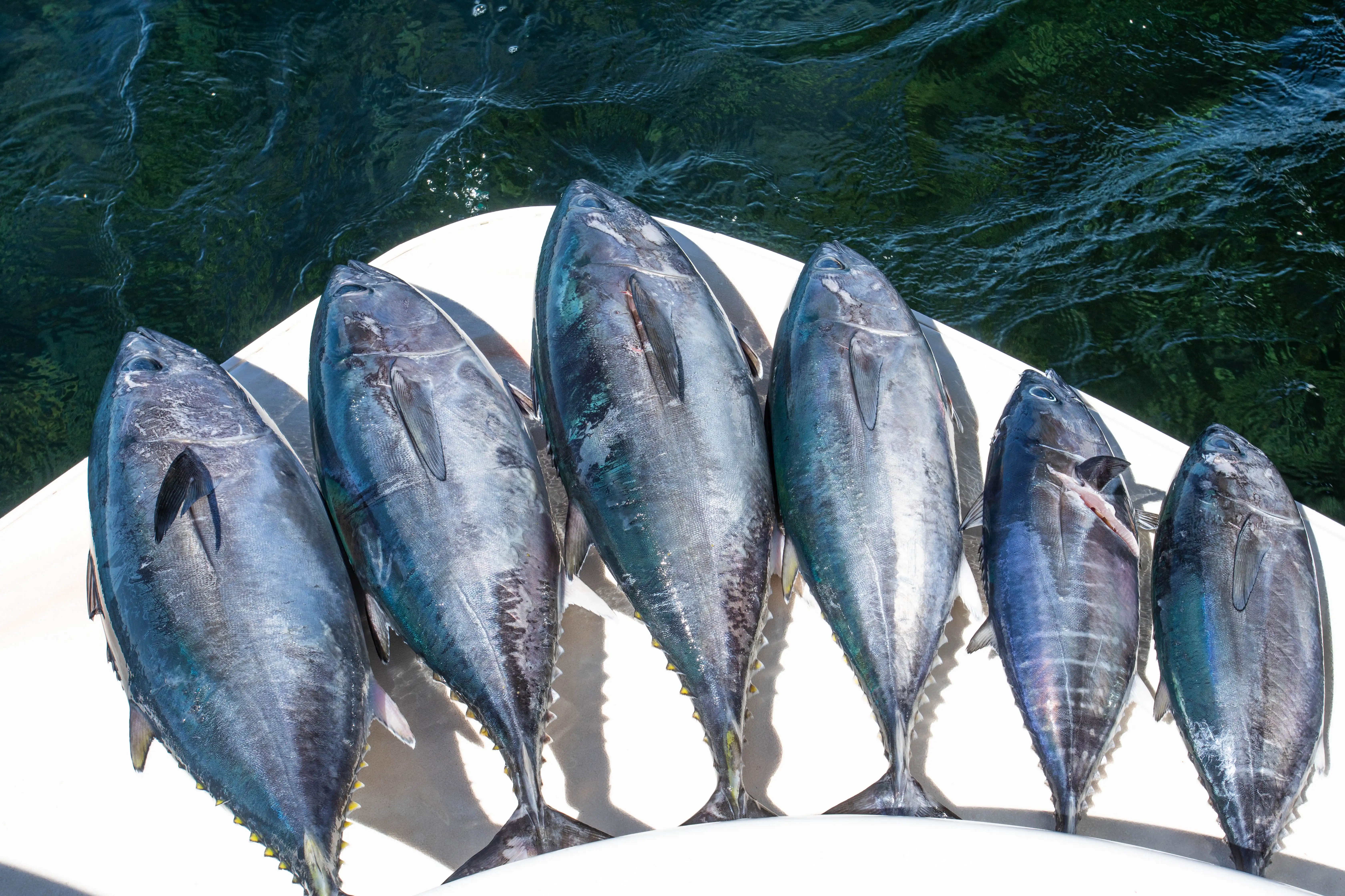 Six blue fin tuna arranged in side order from largest to smallest on the back of a boat
