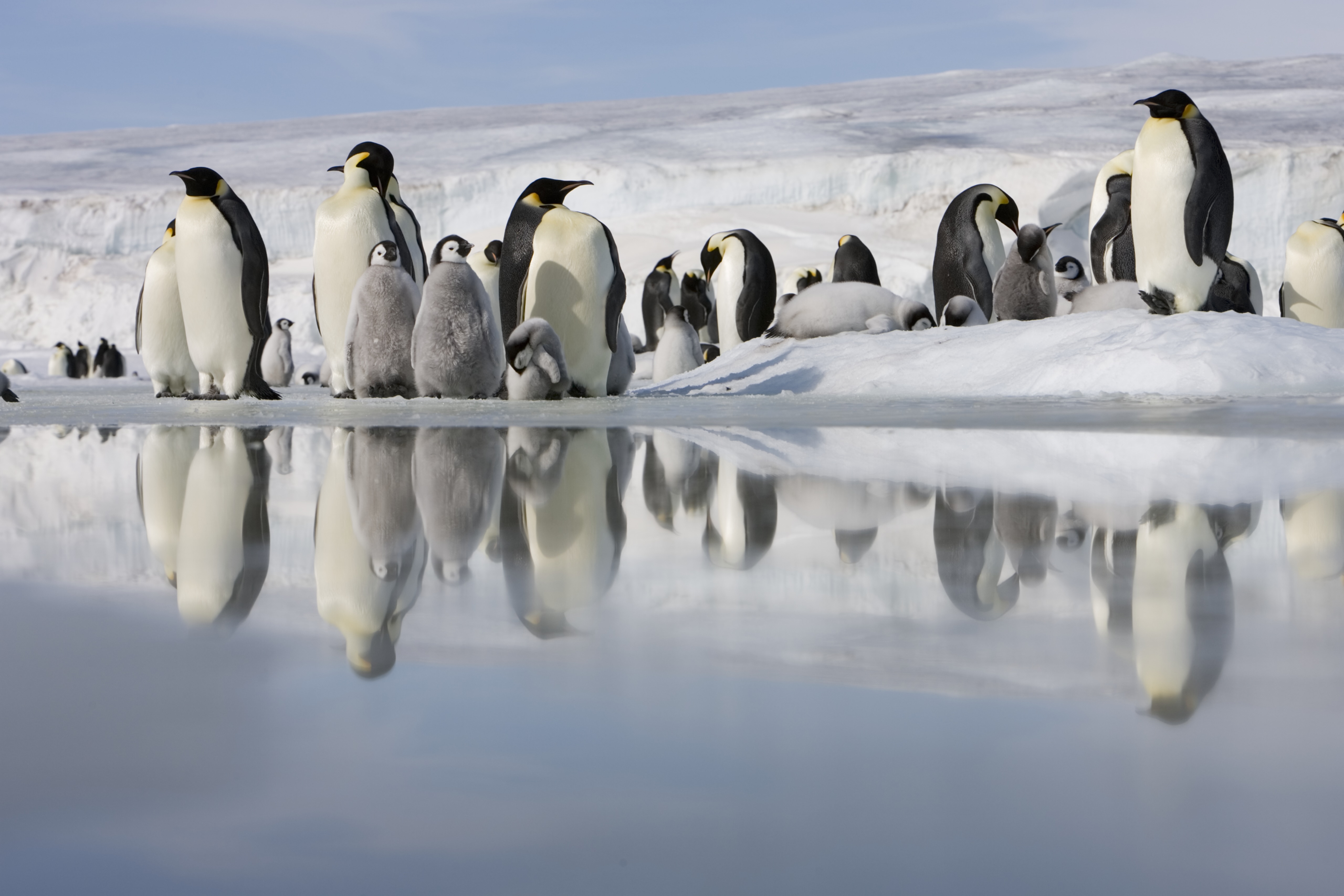 Emperor penguins on ice
