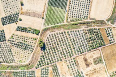 Tackling a global crop pandemic - from the air thumbnail image