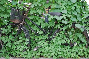 A greener ‘Kingdom of Bicycles’ thumbnail image
