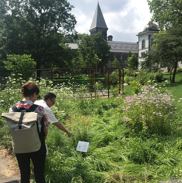 People looking at a meadow garden