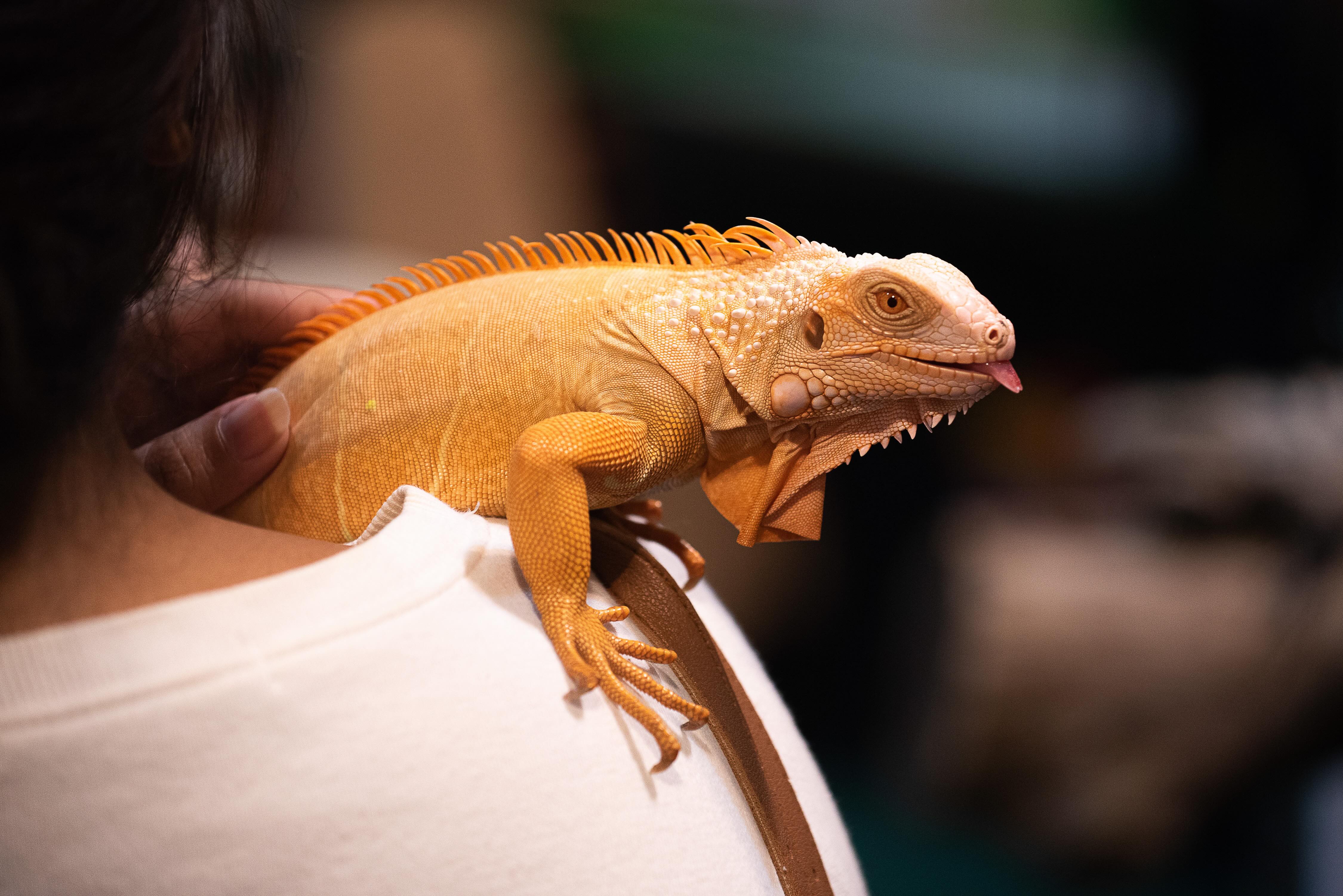 Wildlife trade_Iguana on shoulder