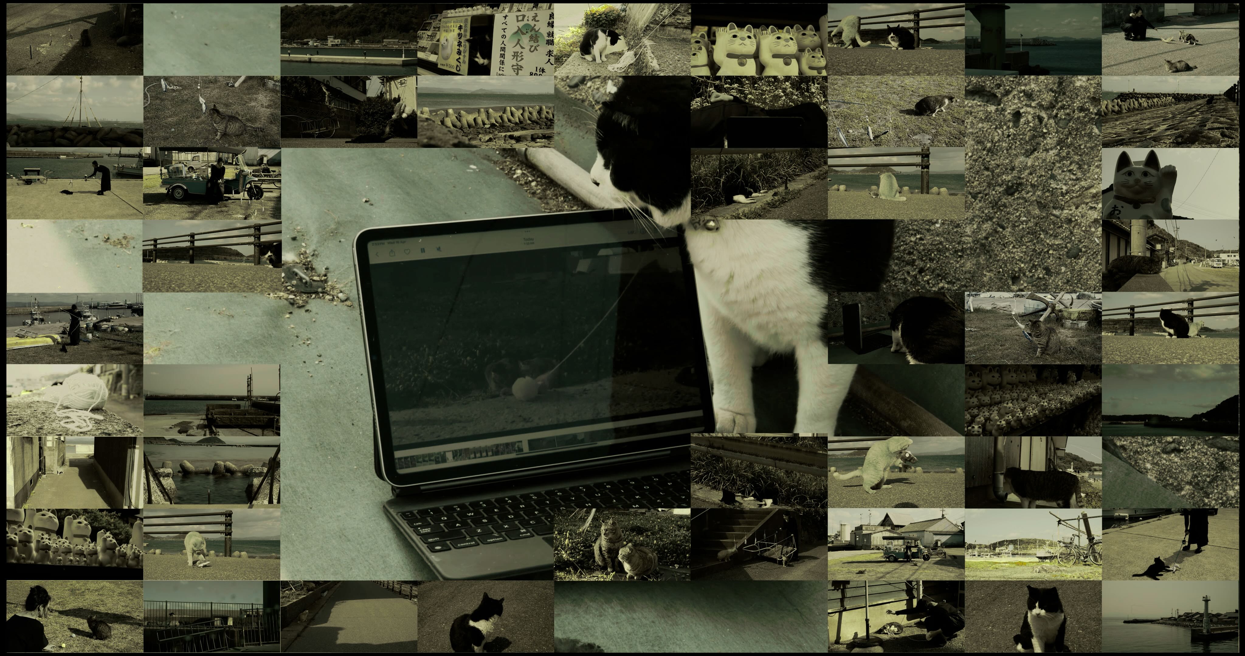 Cat watching memes collage in grey tones