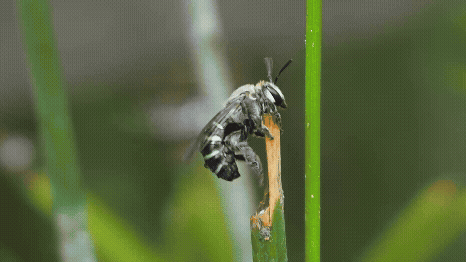 A blue-banded bee on grass