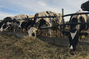 Silage: Rocket-fuel for cows thumbnail image