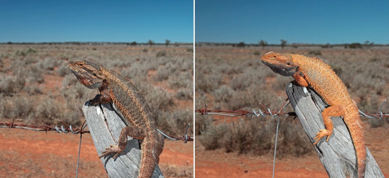 Lizards keep it local when it comes to colour change thumbnail image