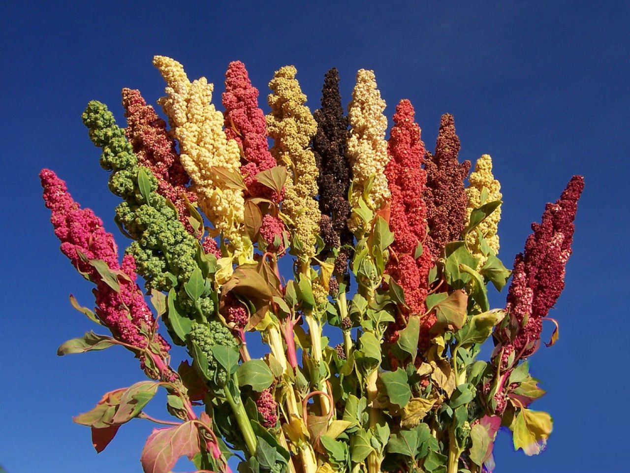 Finding quinoa’s sweet spot to feed the world thumbnail image