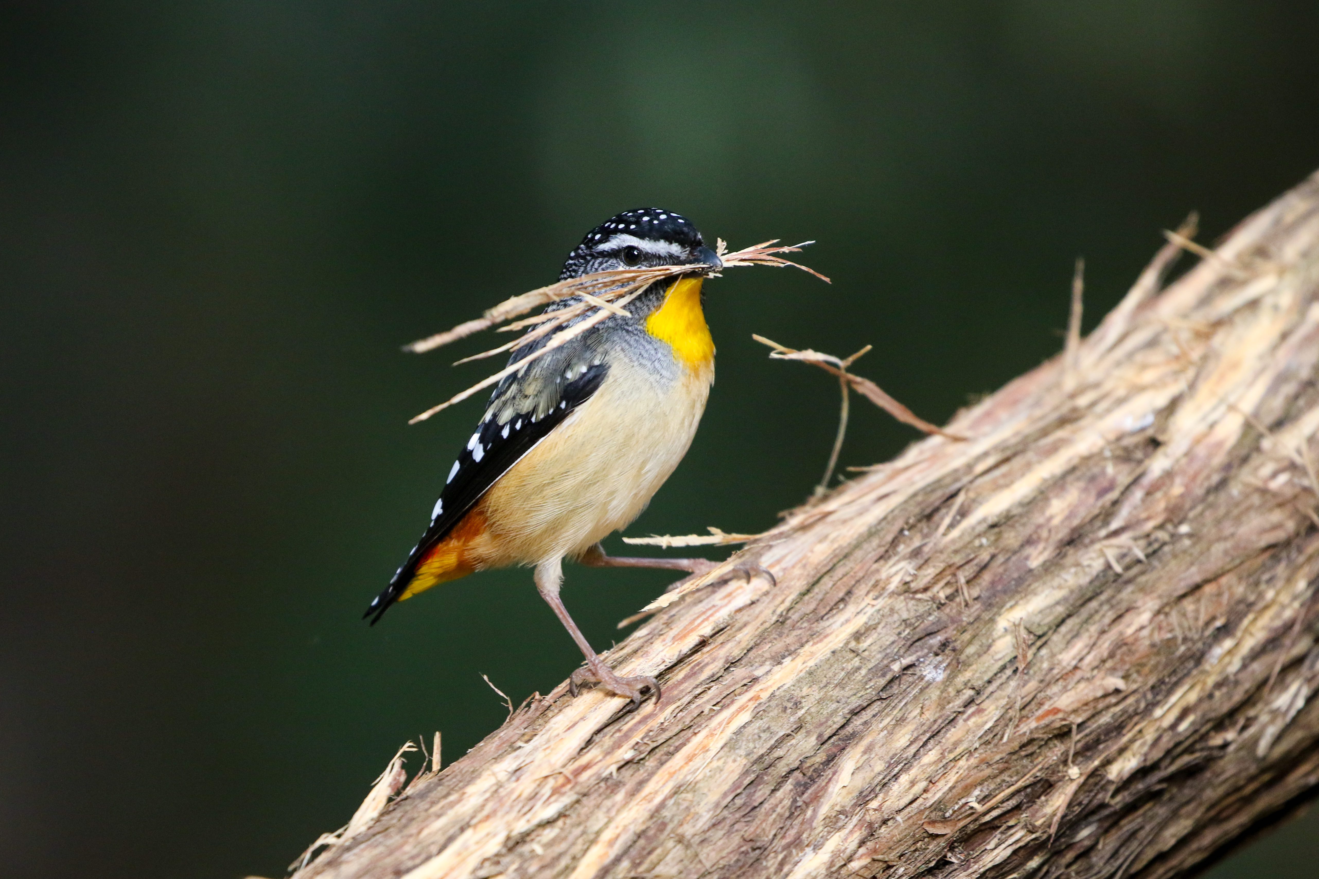 Bird building nest