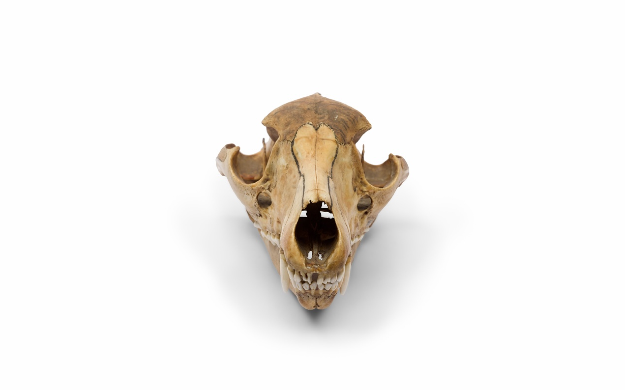 A female thylacine skull