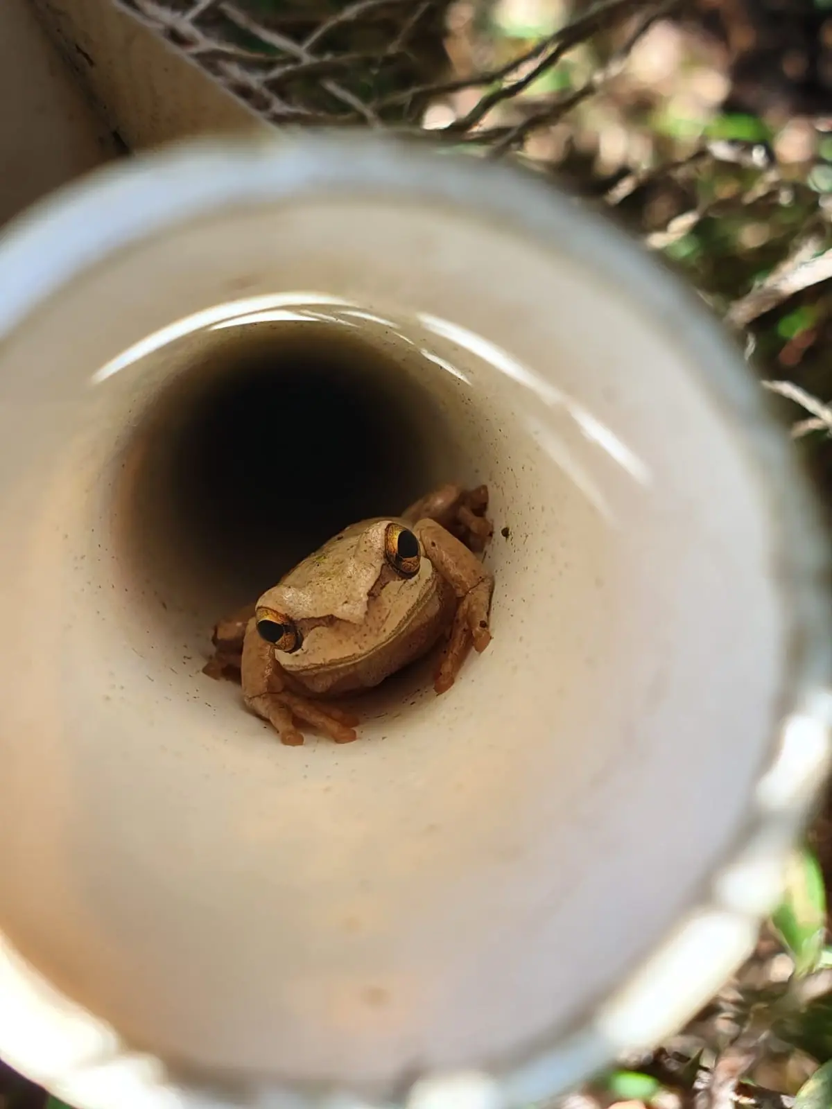 Small frog sitting inside a pipe staring into camera