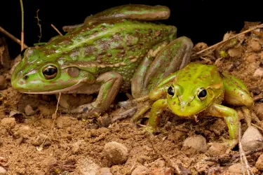 Frogs are amazing thumbnail image