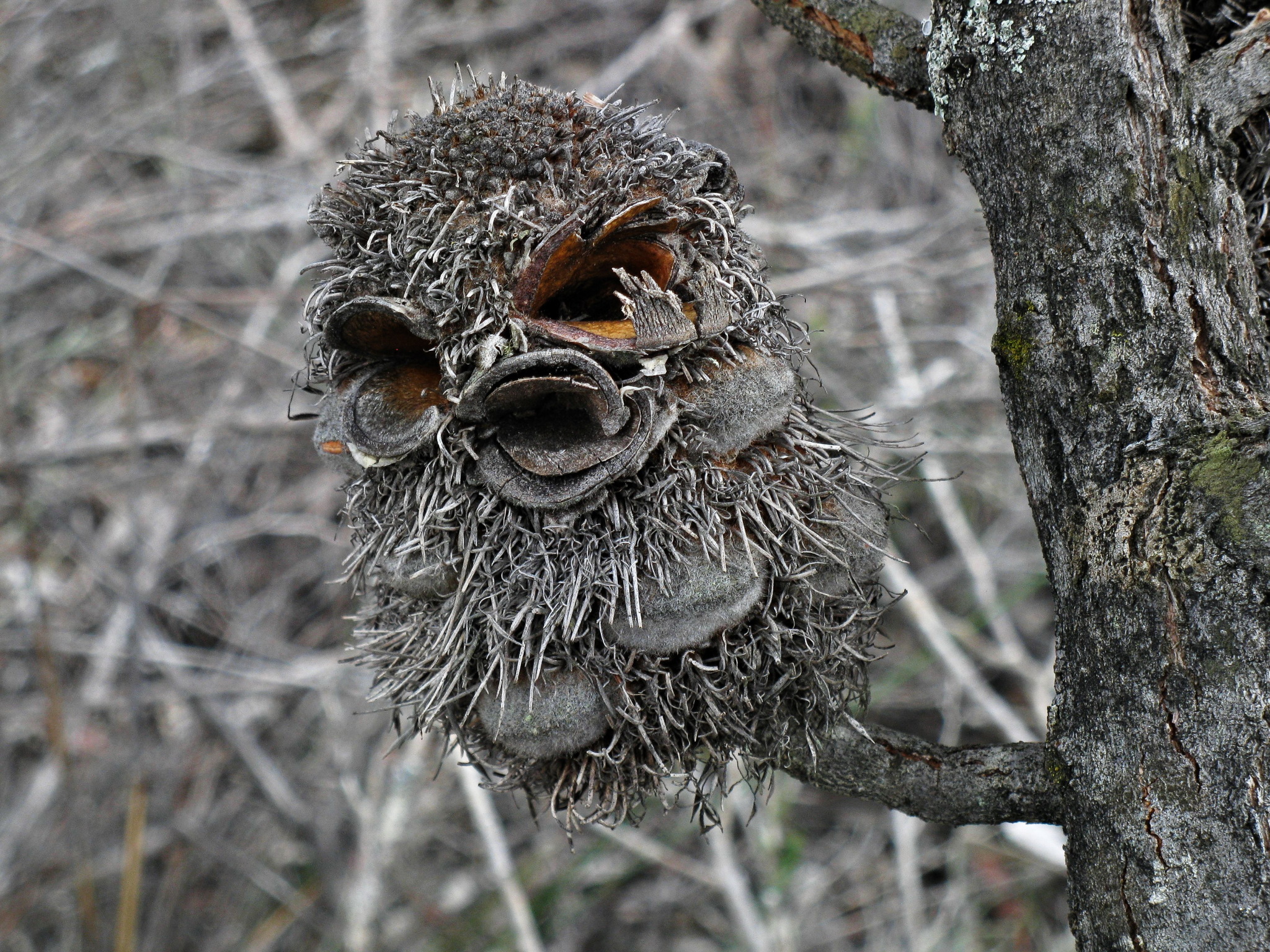 Desert banksia open seedpods on branch