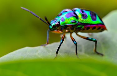 Shiny beetle