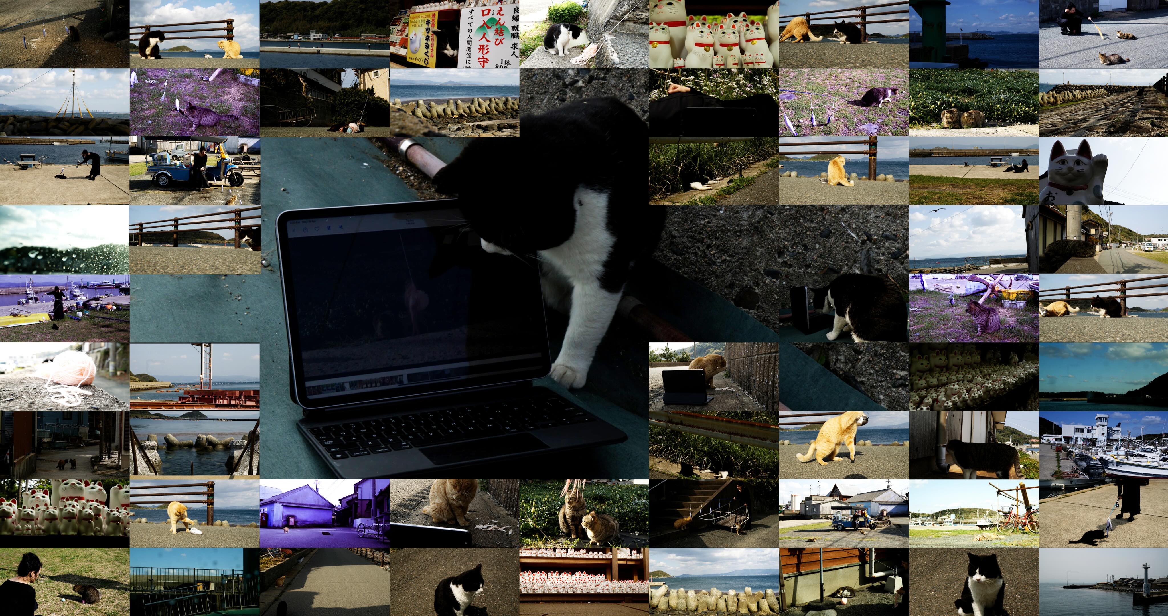 Cat watching memes collage