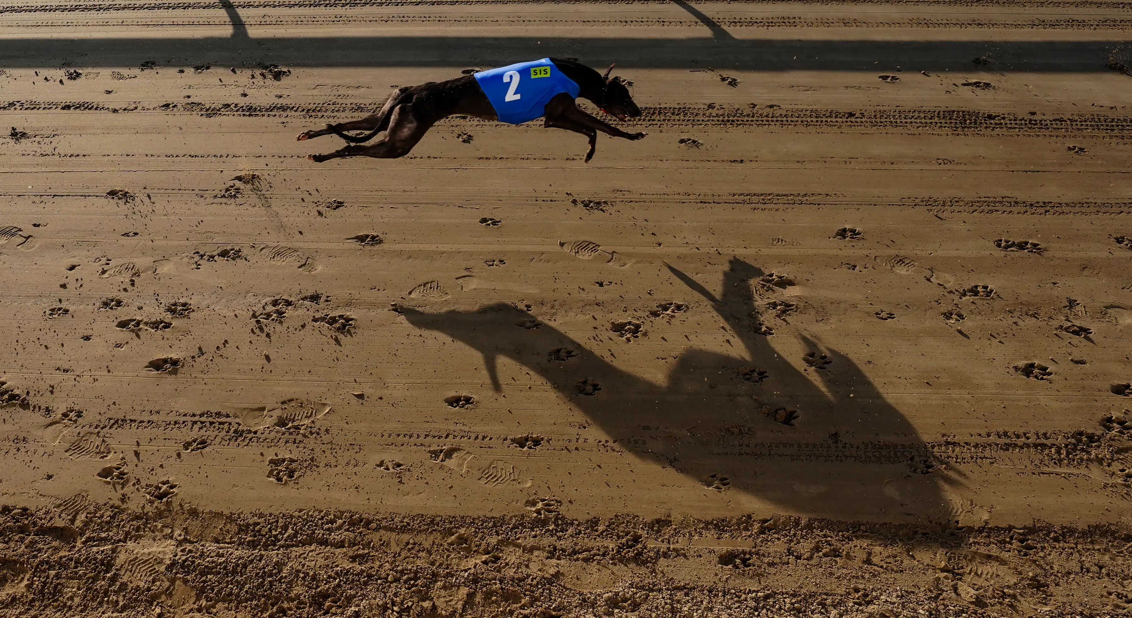 A greyhound racing at a track with its shadow next to it