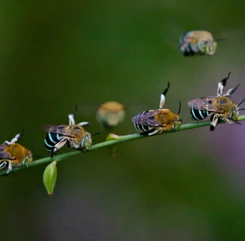 The blue-banded bee (Amegilla asserta). Picture: iNaturalist/Third Silence Photos